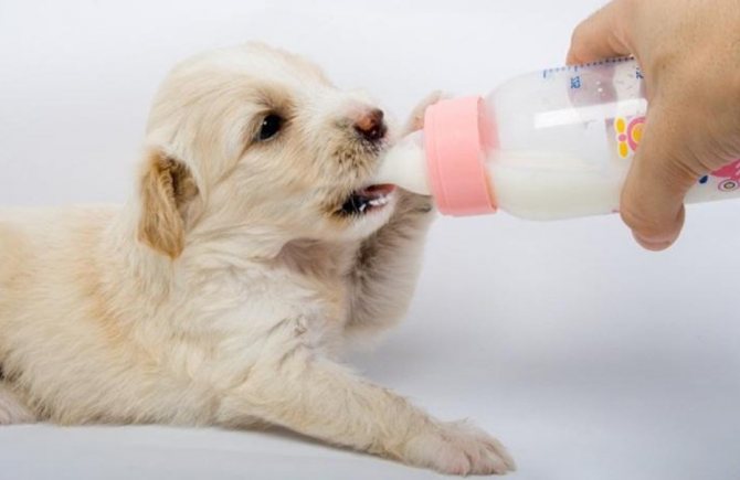 Как правильно кормить малыша собаки без матери