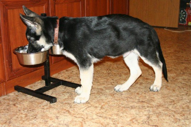 как правильно кормить щенка