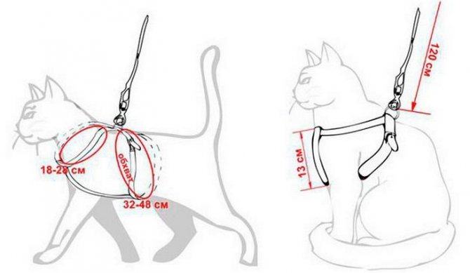 Как правильно одеть шлейку на кошку