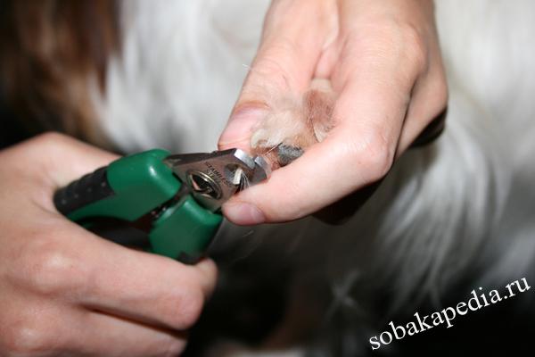 Как правильно подстричь когти собаке — инструменты и техника безопасности
