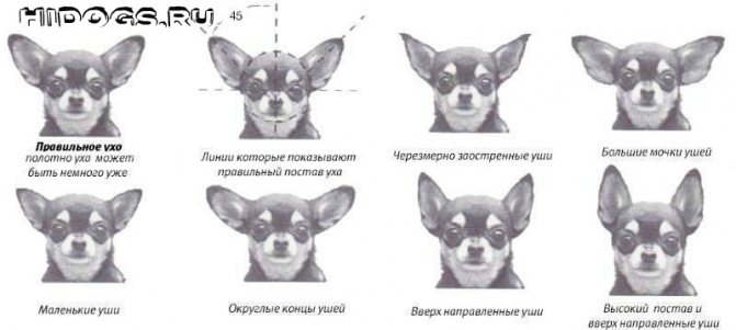 Как правильно поставить уши собаке породы чихуахуа, что нужно знать, как сделать правильную постановку.
