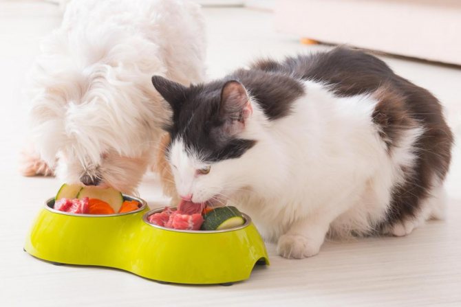 Как приготовить корм для кошки