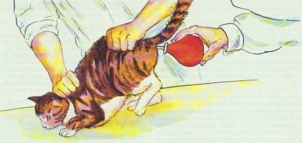 Как применять вазелиновое масло при запорах у кошек