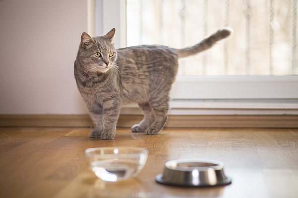 Как приучить кота пить воду из миски