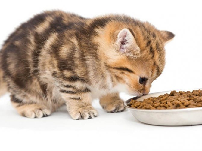 Как приучить взрослую кошку к сухому корму быстро и просто