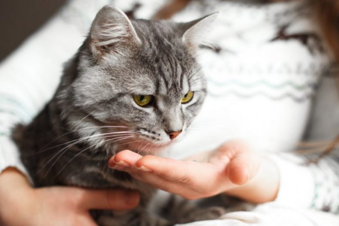 Как проглистогонить кошку таблетками