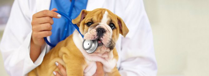 как проходит вакцинация щенков