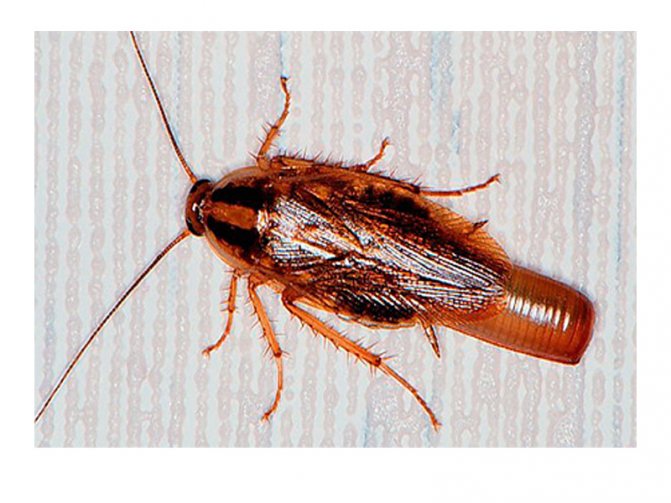 Как размножаются домашние тараканы в квартире