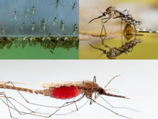 как размножаются комары обыкновенные