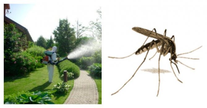 как разводить цифокс от комаров