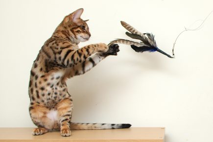 Как сделать игрушку для кота: своими руками в домашних условиях