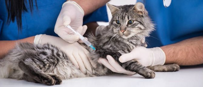 Как сделать кошке прививку от бешенства