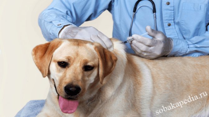 Как сделать внутримышечный или подкожный укол собаке без ошибок и вреда