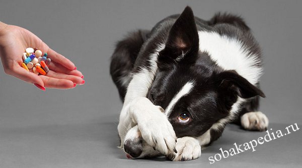 Как собаке дать таблетку — советы ветеринаров