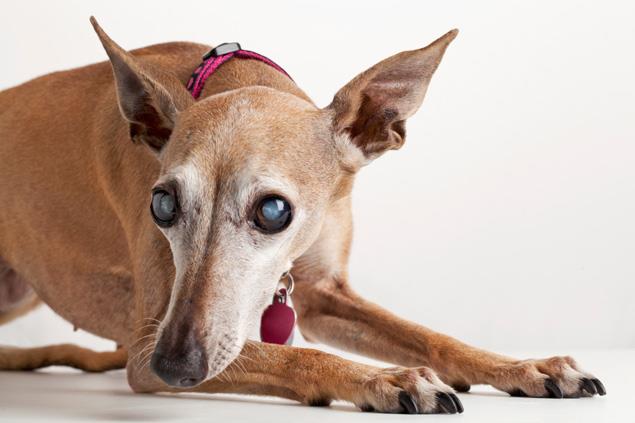 как спасти зрение при мутных глазах у собаки