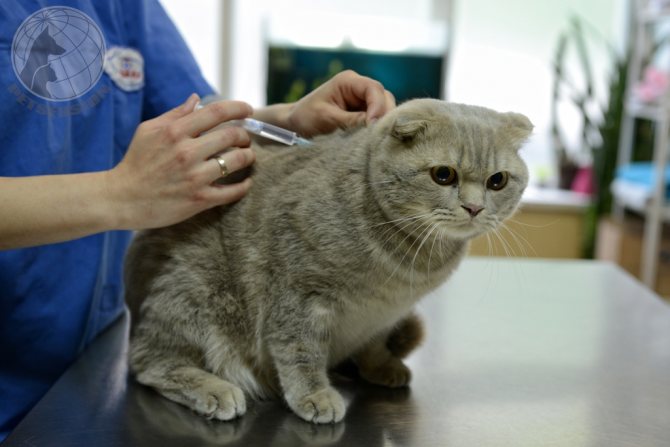 Как спровоцировать выкидыш у кошки, прерывание беременности у кошек
