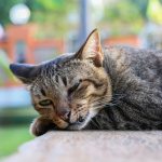Как умирают кошки - 5 признаков скорой смерти