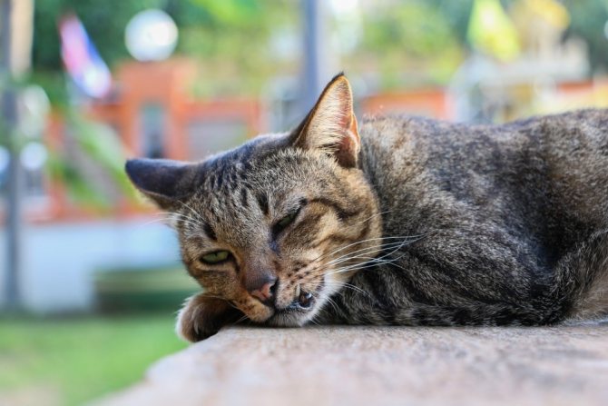 Как умирают кошки - 5 признаков скорой смерти