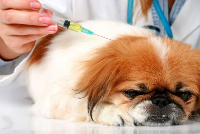 Как усыпить собаку: препараты для эвтаназии, можно ли осуществить процедуру в домашних условиях