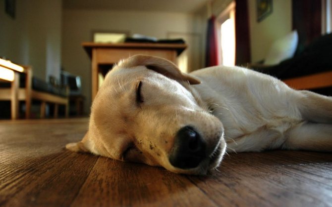 Как усыпить собаку: препараты для эвтаназии, можно ли осуществить процедуру в домашних условиях