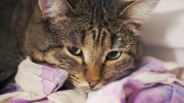 Как узнать что кошка заболела. 15 признаков указывающих на болезнь