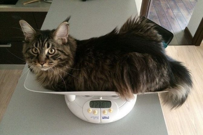 как узнать возраст кота по весу