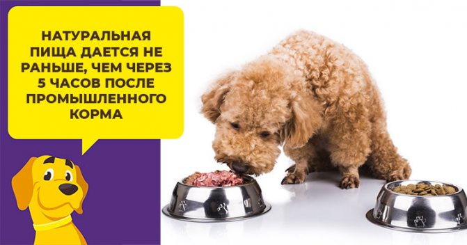 Как выбрать корм для пуделя: учитываем возраст и размер собаки