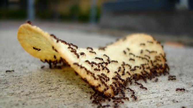 Как выбрать методы избавления от муравьев на кухне