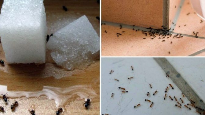 Как выбрать методы избавления от муравьев на кухне