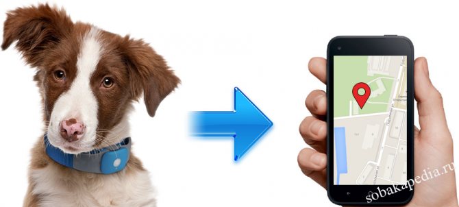 Как выбрать ошейник с GPS навигатором для собак — плюсы и минусы моделей