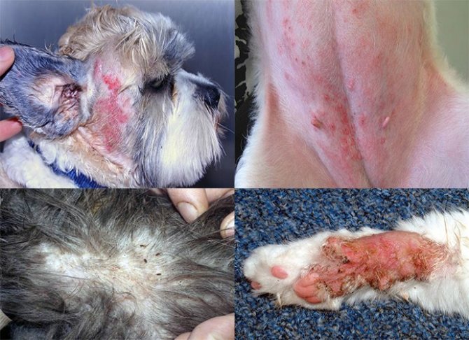 как выглядит блошиный дерматит у собак и кошек