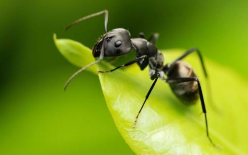 Как выглядит матка муравья садового. Информация о гостях