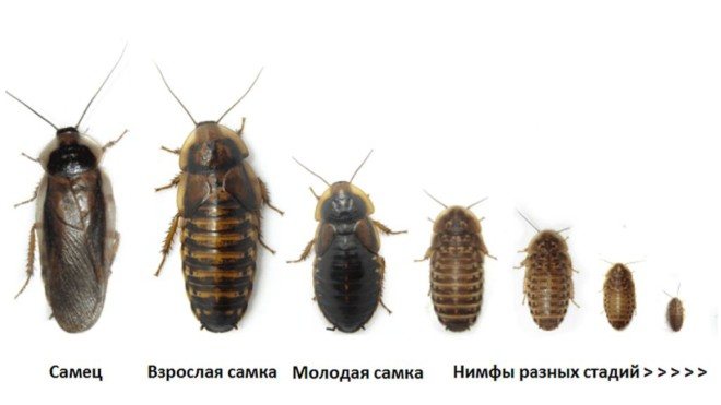 Как выглядит самец и самка таракана