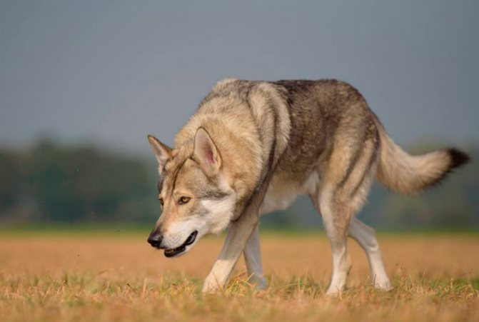 как выглядит волчья собака Сарлоса