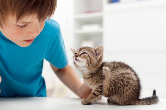 как вывести блох у новорожденных котят в домашних условиях