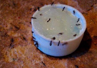 как вывести муравьев из квартиры средства