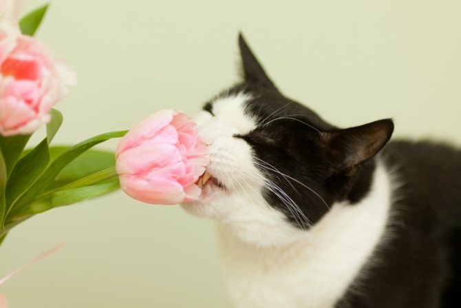 Как защитить цветы от кошки дома - список методов