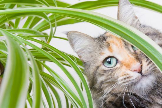 Как защитить рассаду от кошек – прекращаем "войну" и спасаем будущий урожай