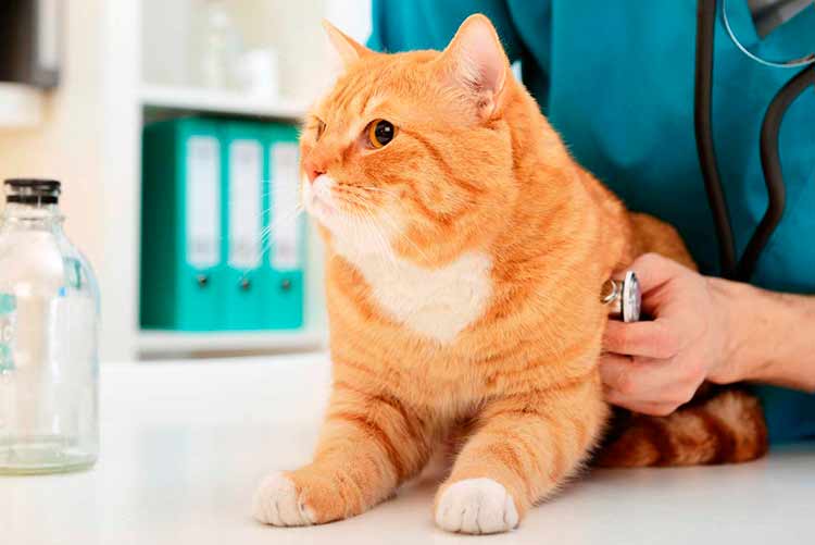 Какая информация может помочь ветеринару определить причину судорог у кошки?