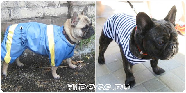 Какая одежда необходима для собак французского бульдога, как выбрать одежду, как сшить самому.