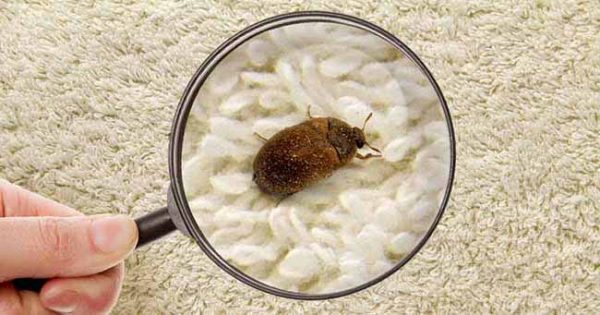 Какие насекомые могут завестись в квартире