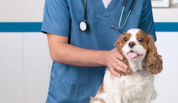 какие признаки отёка лёгких у собак