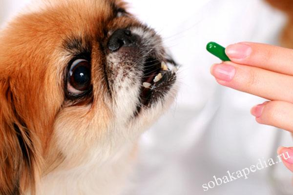 Какие витамины нужны щенкам — собачий авитаминоз