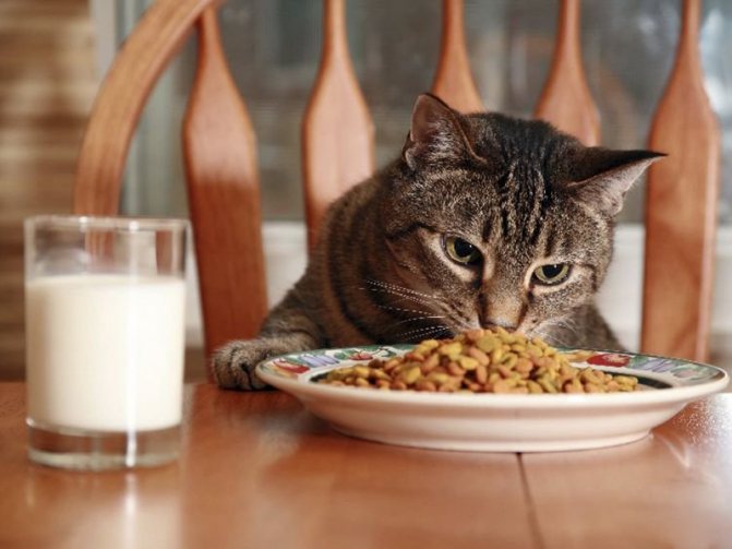 Каким кормом кормить кастрированного кота