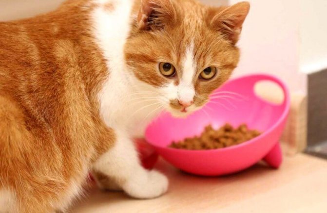 каким кормом кормить стерилизованных кошек