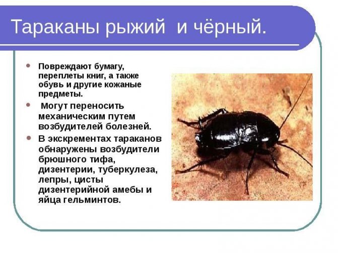 Какой вред приносят тараканы