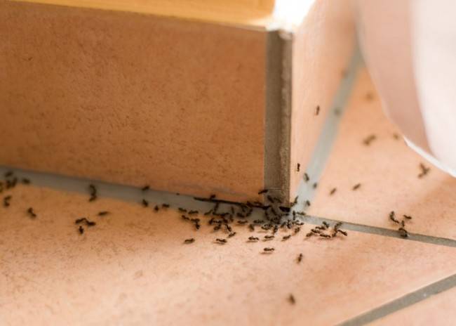 Каково значение муравьев в природе и жизни человека