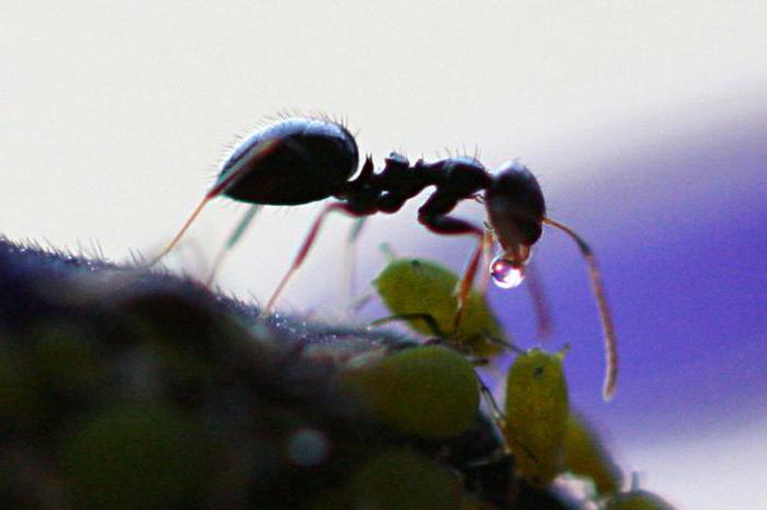 Какую пользу приносят природе муравьи