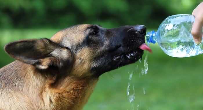 какую воду давать собакам