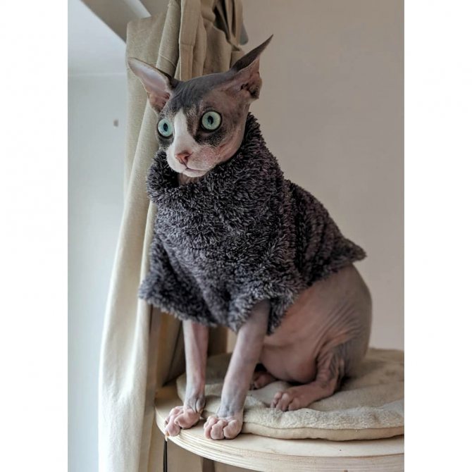 Канадский сфинкс: особенности породы, происхождение голых кошек, отзывы владельцев, вопросы ухода и содержания, породные заболевания
